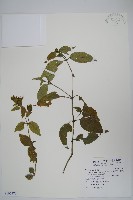 直立半插花藏品圖，第1張