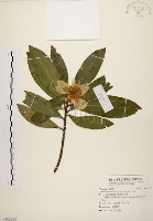 大頭茶藏品圖，第1張