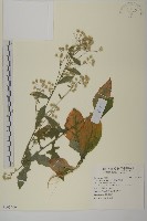 薄葉艾納香藏品圖，第1張