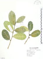 山豬枷藏品圖，第1張