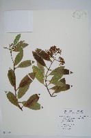 小錦蘭藏品圖，第1張