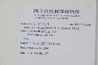 小錦蘭藏品圖，第2張