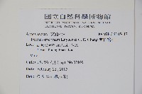 蘭嶼絡石藏品圖，第2張