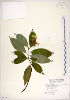 華八仙藏品圖，第1張