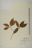 草珊瑚、紅果金粟蘭藏品圖，第1張