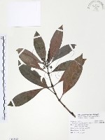 九節木、牛屎烏、青龍吐霧藏品圖，第1張