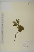 厚葉衛矛, 源一木藏品圖，第1張