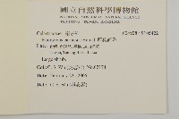 厚葉衛矛, 源一木藏品圖，第2張