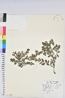 臺灣山漆莖藏品圖，第1張