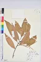 三斗石櫟藏品圖，第1張