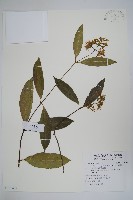 小錦蘭藏品圖，第1張