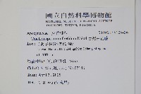 台灣白花藤藏品圖，第2張