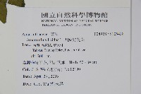 凹葉野莧菜藏品圖，第5張