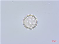 凹葉野莧菜藏品圖，第2張