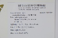 凹葉野莧菜藏品圖，第2張