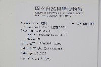 凹葉野莧菜藏品圖，第2張