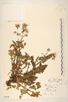 凹葉野莧菜藏品圖，第3張