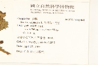 凹葉野莧菜藏品圖，第4張