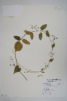 鷗蔓藏品圖，第1張