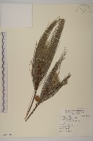 木麻黃藏品圖，第1張