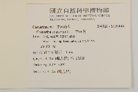 木麻黃藏品圖，第2張