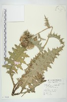 白花小薊藏品圖，第1張