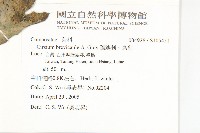 白花小薊藏品圖，第2張