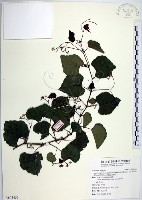 漢氏山葡萄藏品圖，第1張