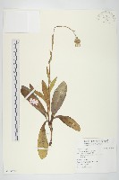 苦苣菜藏品圖，第1張