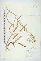 鵝仔草藏品圖，第1張