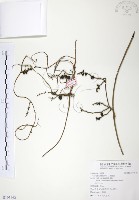 無根草藏品圖，第1張