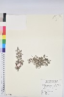 小葉大戟藏品圖，第1張