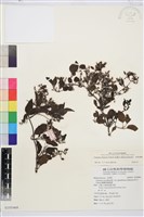 威靈仙藏品圖，第1張