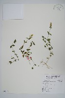 早田氏爵床藏品圖，第1張