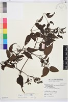 威靈仙藏品圖，第1張