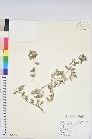 濱大戟藏品圖，第1張