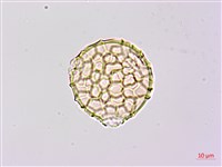 小葉豇豆藏品圖，第2張