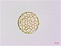 小葉豇豆藏品圖，第3張