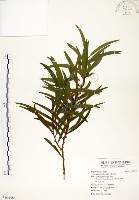 相思樹藏品圖，第1張