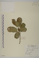 厚葉衛矛, 源一木藏品圖，第1張