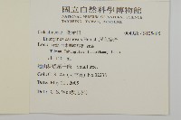 厚葉衛矛, 源一木藏品圖，第2張