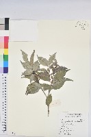 臺灣假黃楊藏品圖，第1張