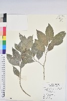 臺灣假黃楊藏品圖，第1張