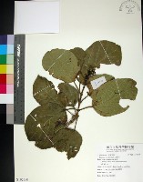 臭娘子藏品圖，第1張