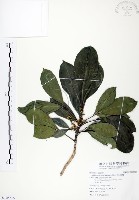 假三腳虌藏品圖，第1張