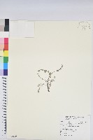 鵝鑾鼻大戟藏品圖，第1張