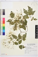 串鼻龍藏品圖，第1張