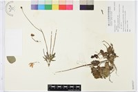 登錄號:S105527藏品圖，第1張