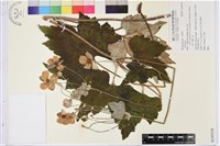 登錄號:S105528藏品圖，第1張