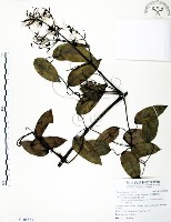 柱果鐵線蓮藏品圖，第1張